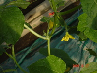 ���奦��μ²֤��餭�ޤ����� 