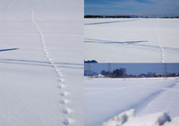 ����ưʪ��­�� 