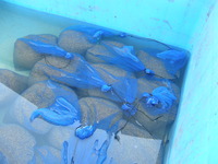 ��������,���� 