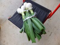 �������ƥԥ�ݥ�̤��餤�Ǥ� 