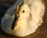 ��ҥ���ι������� 