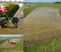 ���Ƥ��Ŀ��� 