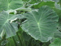 �����ϱ��ʤΤǿ�̤�ͷ�٤ޤ��� 