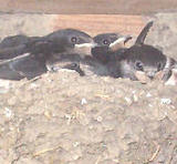 �ĥХ�Υҥʡ�����������Ω���� 