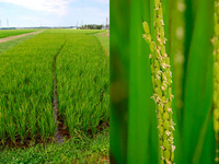 ͭ�������ơ����ơ�ī��ס����� 