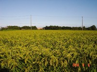 ���Ť��Ϥ��᤿���� 