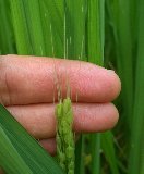 �����ơ����Ӥ���ơפ���ħ�������Ǥ� 