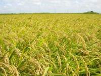 �����˼¤äƤޤ��� 