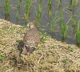 �ͤΥͥ��ߤ������祦����ܥ� 