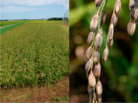 ͭ�������ơ����Ƥ���ʥ�ߡ� 