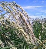 �椬����Ϥ᤿���Ӥ���� 