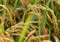 ڤϤ̤ۡ7ǯơۻֻ˭A23