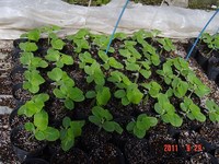 ���ߥ��奦����� 