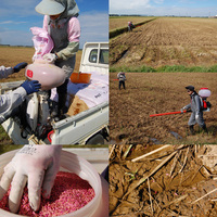 �����Ѥ����μ�ޤ� 