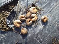 ���֥������� 