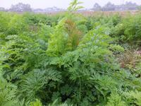 �����֤���礭���ʤ�ޤ����� 