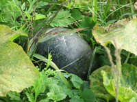 ���ܤ����̣��ǡ������������ 