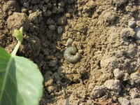 ���ڤ�������� 