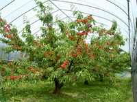 Ȫʣܡܤ˥ץ쥼Ȥˤʤޤ