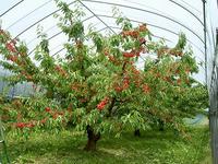 ȪǯܡܤΥץ쥼Ȥˤʤޤ