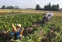 �������󷡤�ޤ����� 