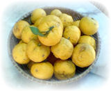 ���ĲȤǼ�줿ͮ�� 