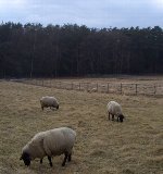 Ĺ���̧��¼���ӡʵ����ˤϤ��ޤ�ط�����ޤ��󤬡� 