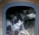 �Ȥ�󤻹礦�椬�Ȥν��ͤ��� 