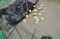 ������ĥǥӥ塼 