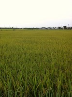 �Ĥ�ܤ�����2011/08/15 