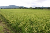 Ĵ˰äƤƥۥäȤƤޤ 