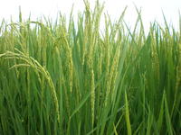 ����ľ���ΰ� 