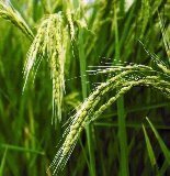 ���Ӥ���Ƥΰ��桢��ä����Ƭ�򤿤�Ƥ����ޤ��� 