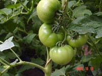 ��ڥϥ����Υȥޥ� 