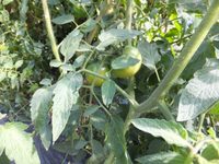 �ʤ��ʤ������դ��ޤ���((+_+)) 