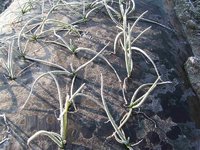 �̤ͤ����� 