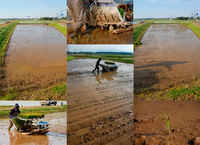 ���Ƥ��Ŀ��� 