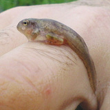 ��­���Ǥơ���­�����줫��Ȥ������� 