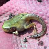 �ء��󤷡��� 