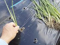 ���ܰ��ܡ��Ĥ򿢤��դ��ޤ��� 