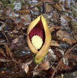 �᤯�μ����ϤˤҤä��ꤵ�������󥽥� 