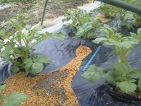 �ȥ�ͥ볰�����ޥ������ 