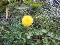 ���ʤޤ�ݤΥ���ݥ� 