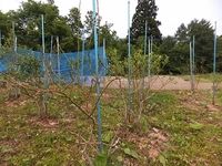 �ޥ��ޥ��������ƿ��٤Ĥ����줿�� 