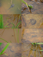 �Ĥ�ܤ���©��������ʪ 