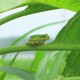 ���ޥ������٤� 