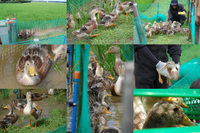 ����ʥ����������ˡ 