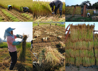 ���Ƥΰ𴢤� 