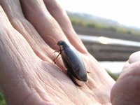 ���󤴤��� 