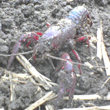 �������Υ��ꥬ�ˡ� 